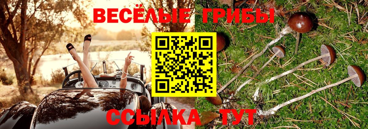 Псилоцибиновые грибы Psilocybine cubensis Дальнегорск